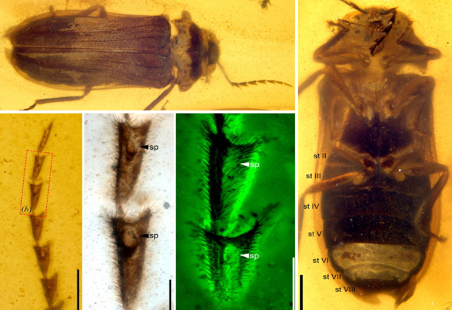 Myanmar: Sinh vật 99 triệu tuổi lộ ra nguy&ecirc;n vẹn như khi c&ograve;n sống- Ảnh 2.