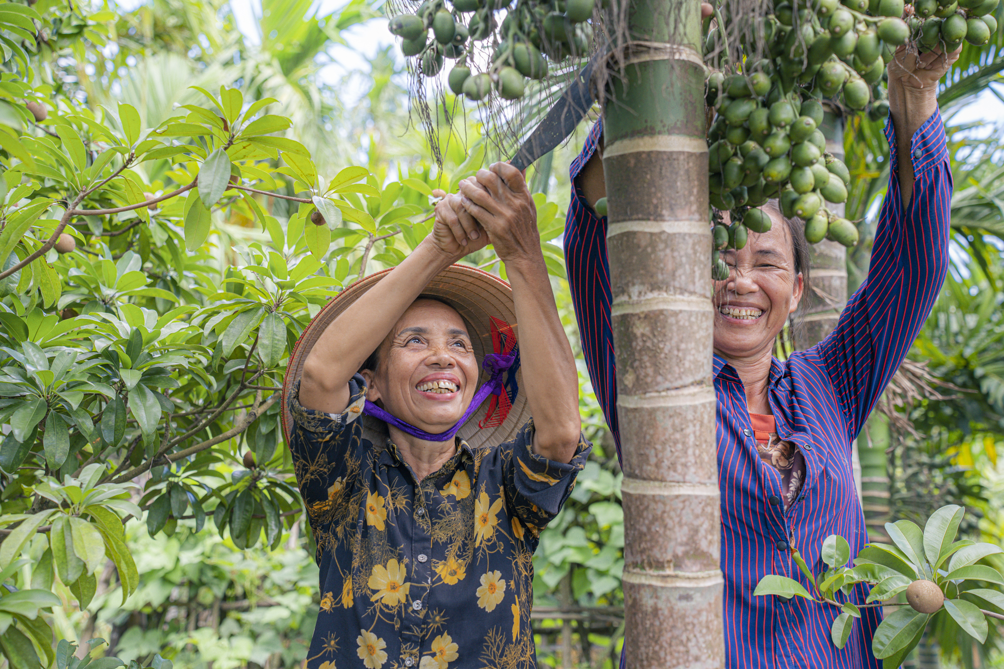 Mặc thương lái dừng mua, giá cau Nam Định vẫn cao ngất ngưởng, chưa hái đã có người đặt trước, vừa hái là có người lấy luôn- Ảnh 7.