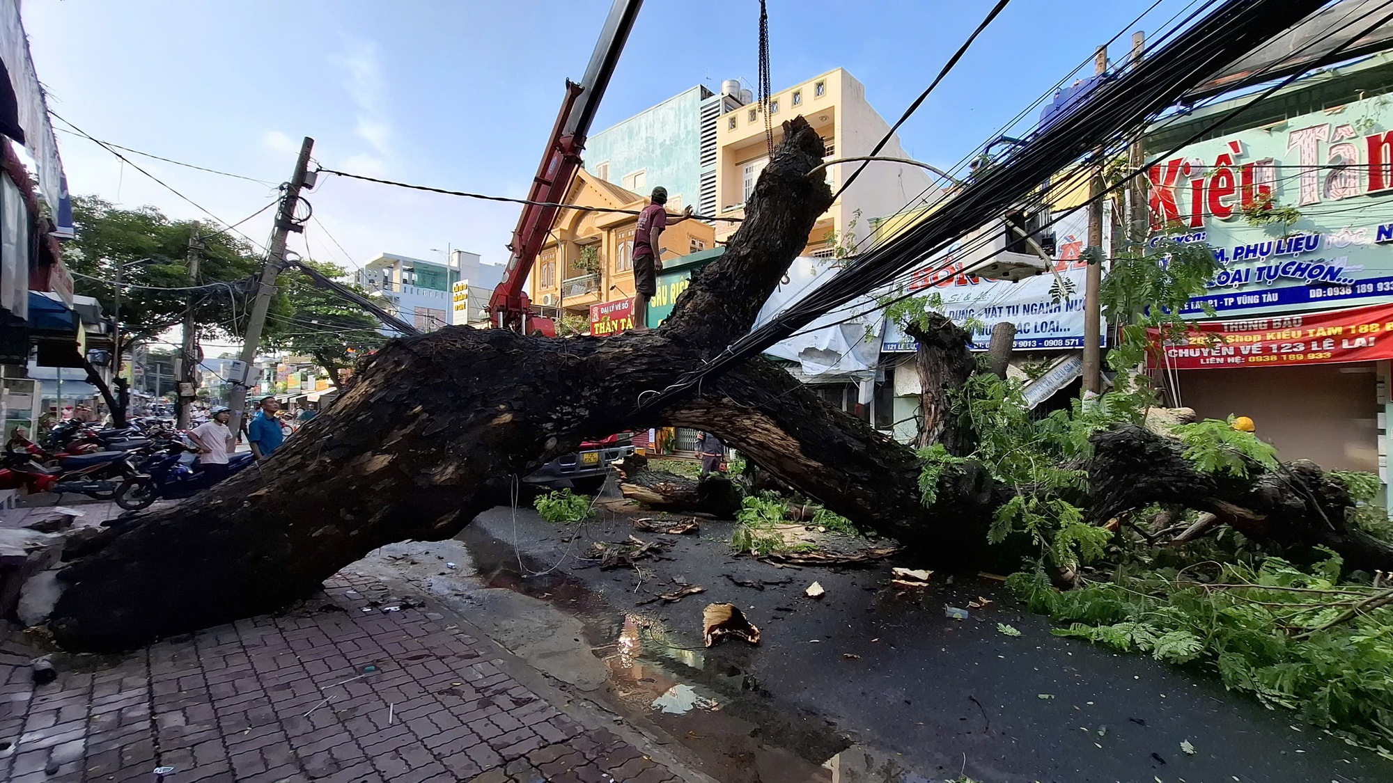 Cây cổ thụ nguy hiểm gãy đổ phong tỏa đường Lê Lai tại TP Vũng Tàu - Ảnh 2.