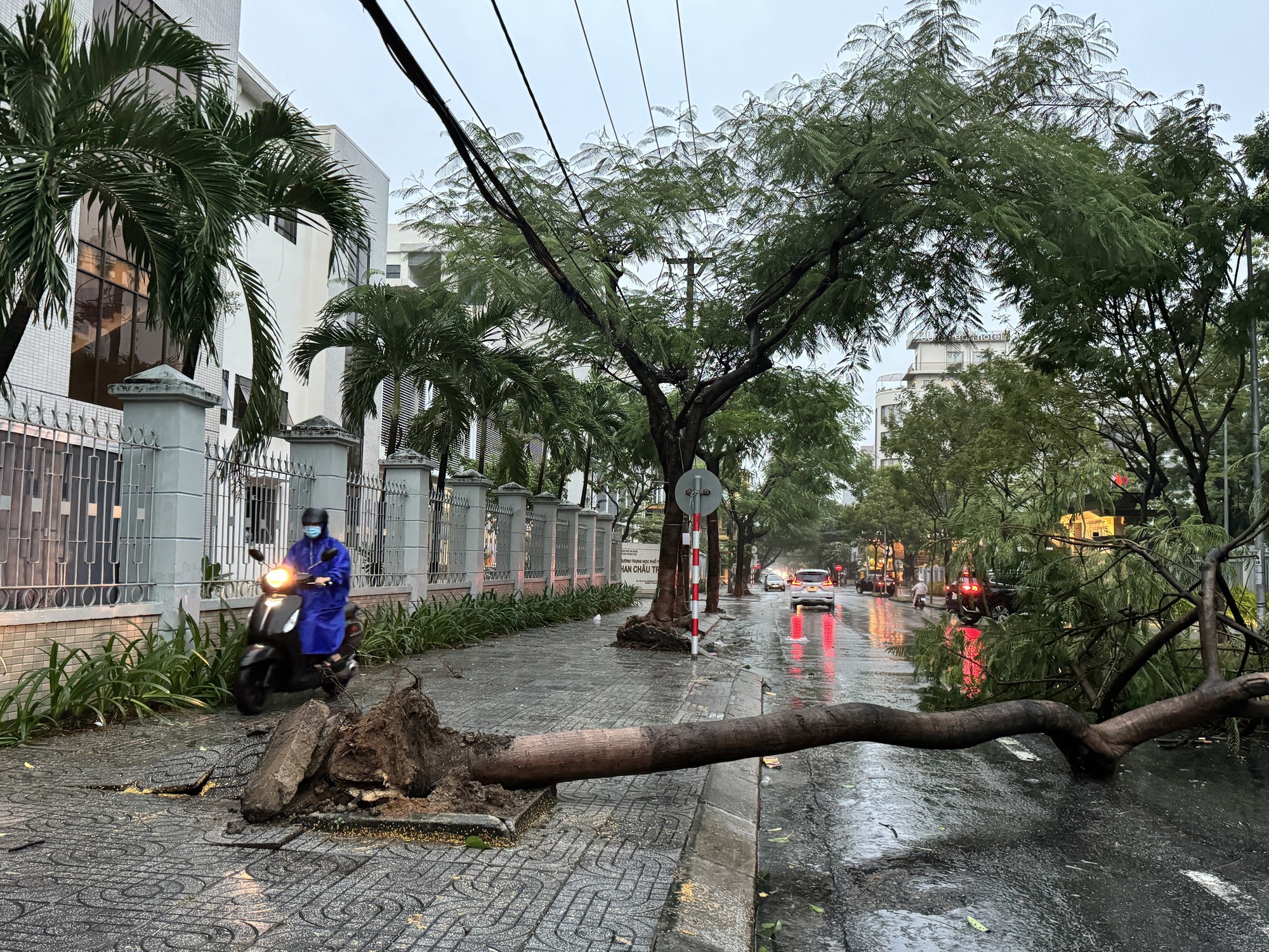  Bão Trami quật cây đổ, sóng biển dâng cao ở Đà Nẵng- Ảnh 1.