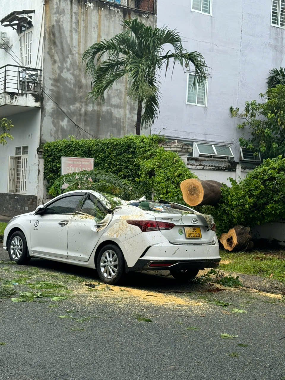 TP HCM: Cây trong trường tiểu học bật gốc, đè ô tô ngoài đường- Ảnh 4.