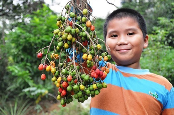 Đừng chỉ ăn quả, lá và vỏ loại cây này "đại bổ", ở quê xin nhau còn được- Ảnh 2.