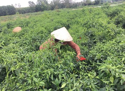 Lào, Trung Quốc mê mệt loại quả 'nhỏ nhưng có võ' này: Việt Nam sở hữu 2 vựa khổng lồ, sản lượng mỗi năm hàng trăm nghìn tấn - Ảnh 1.