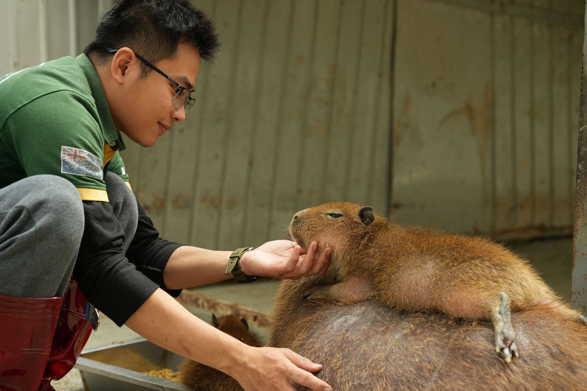 Capybara tạo nên cơn sốt ở Việt Nam: Đây là tất cả những điều giúp bạn tránh sốc trước khi tận tay cưng nựng "chiến thần ngoại giao" - Ảnh 48.