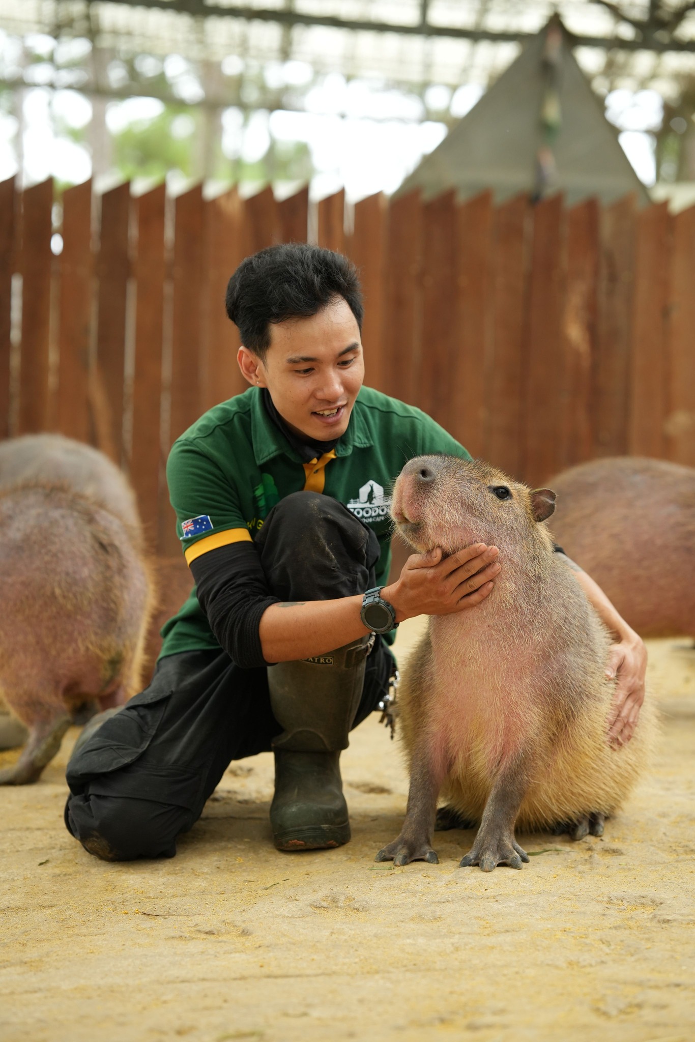 Capybara tạo nên cơn sốt ở Việt Nam: Đây là tất cả những điều giúp bạn tránh sốc trước khi tận tay cưng nựng "chiến thần ngoại giao" - Ảnh 49.