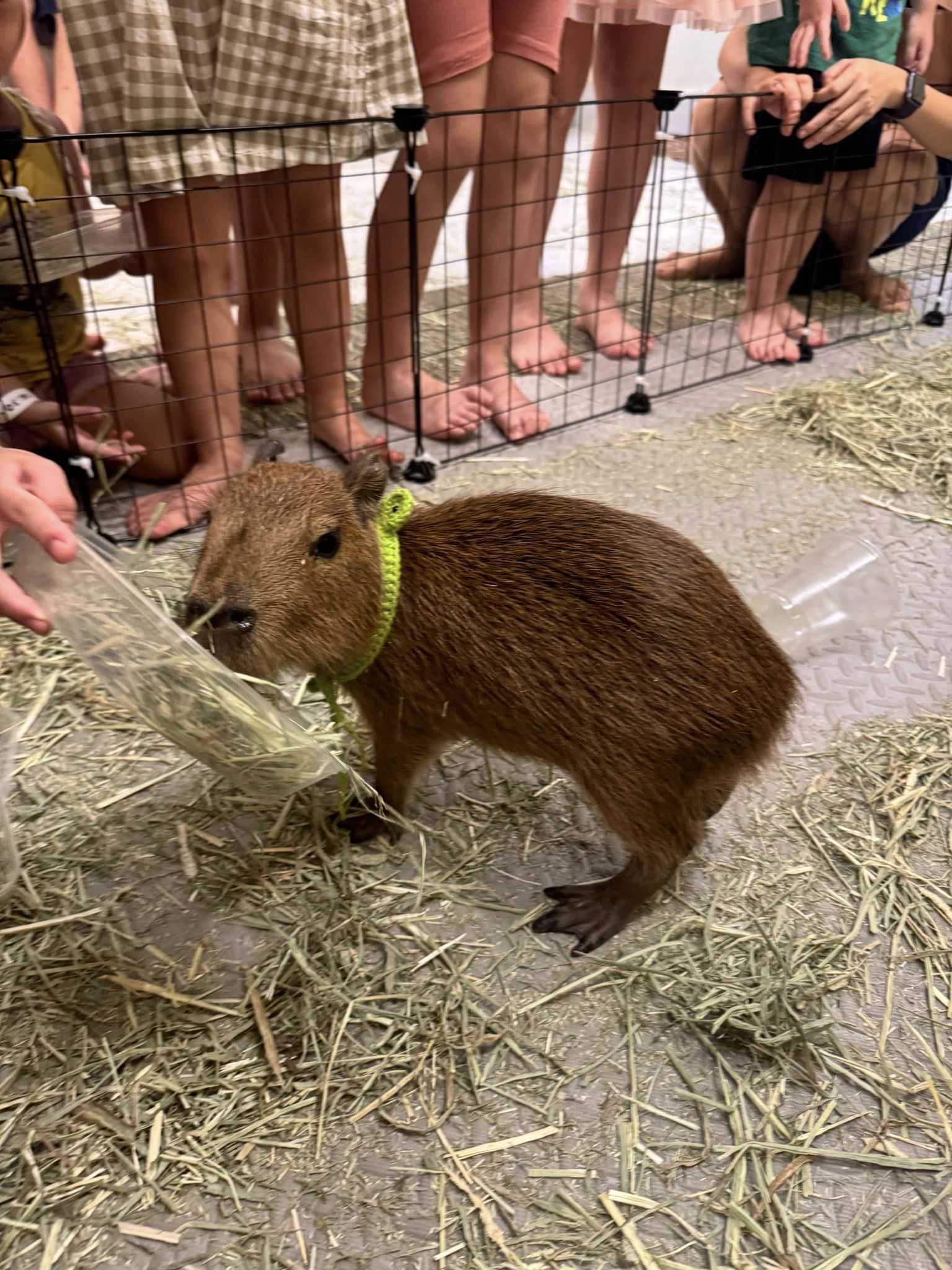 Capybara tạo nên cơn sốt ở Việt Nam: Đây là tất cả những điều giúp bạn tránh sốc trước khi tận tay cưng nựng "chiến thần ngoại giao" - Ảnh 60.