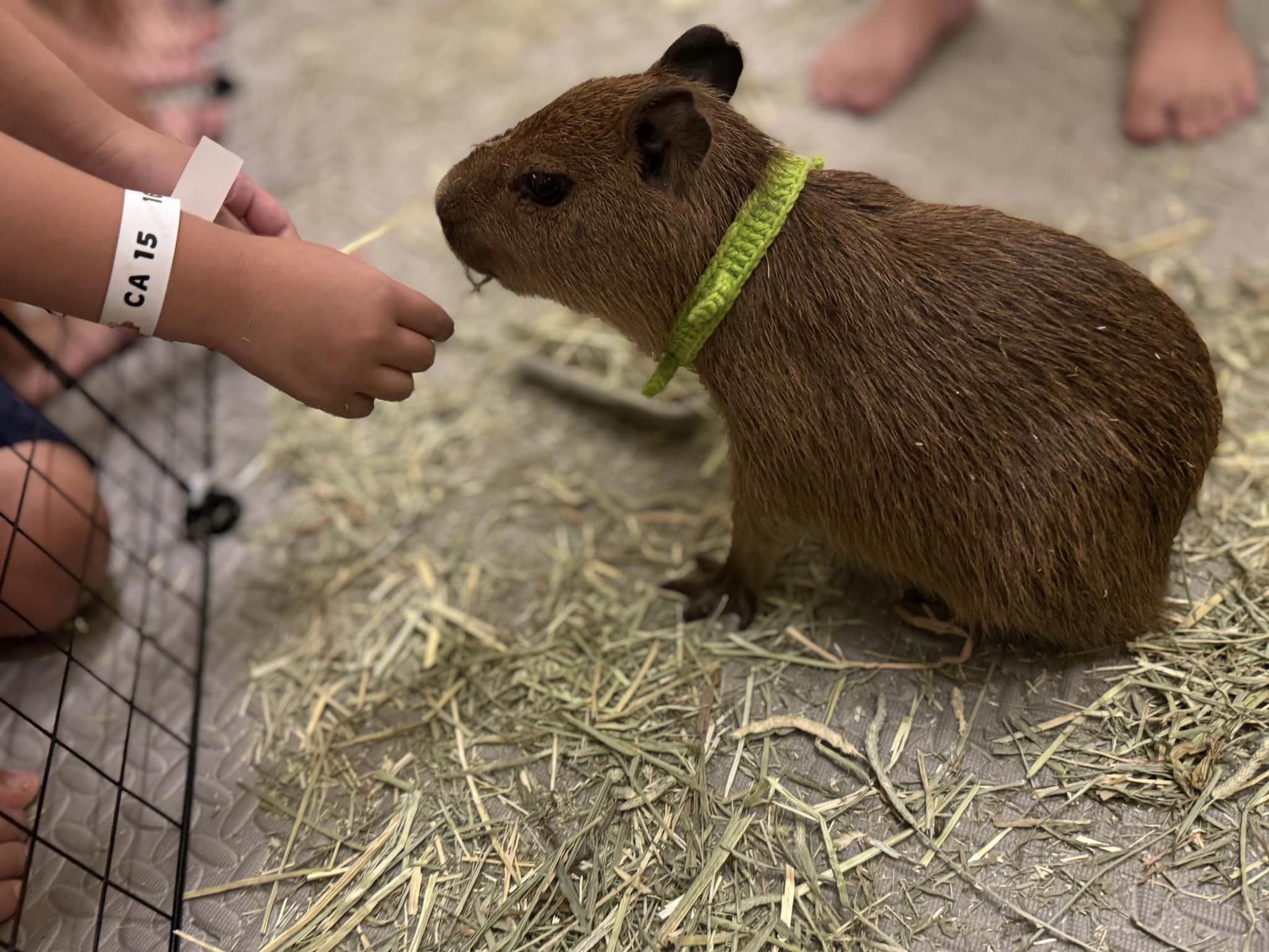 Capybara tạo nên cơn sốt ở Việt Nam: Đây là tất cả những điều giúp bạn tránh sốc trước khi tận tay cưng nựng "chiến thần ngoại giao" - Ảnh 59.