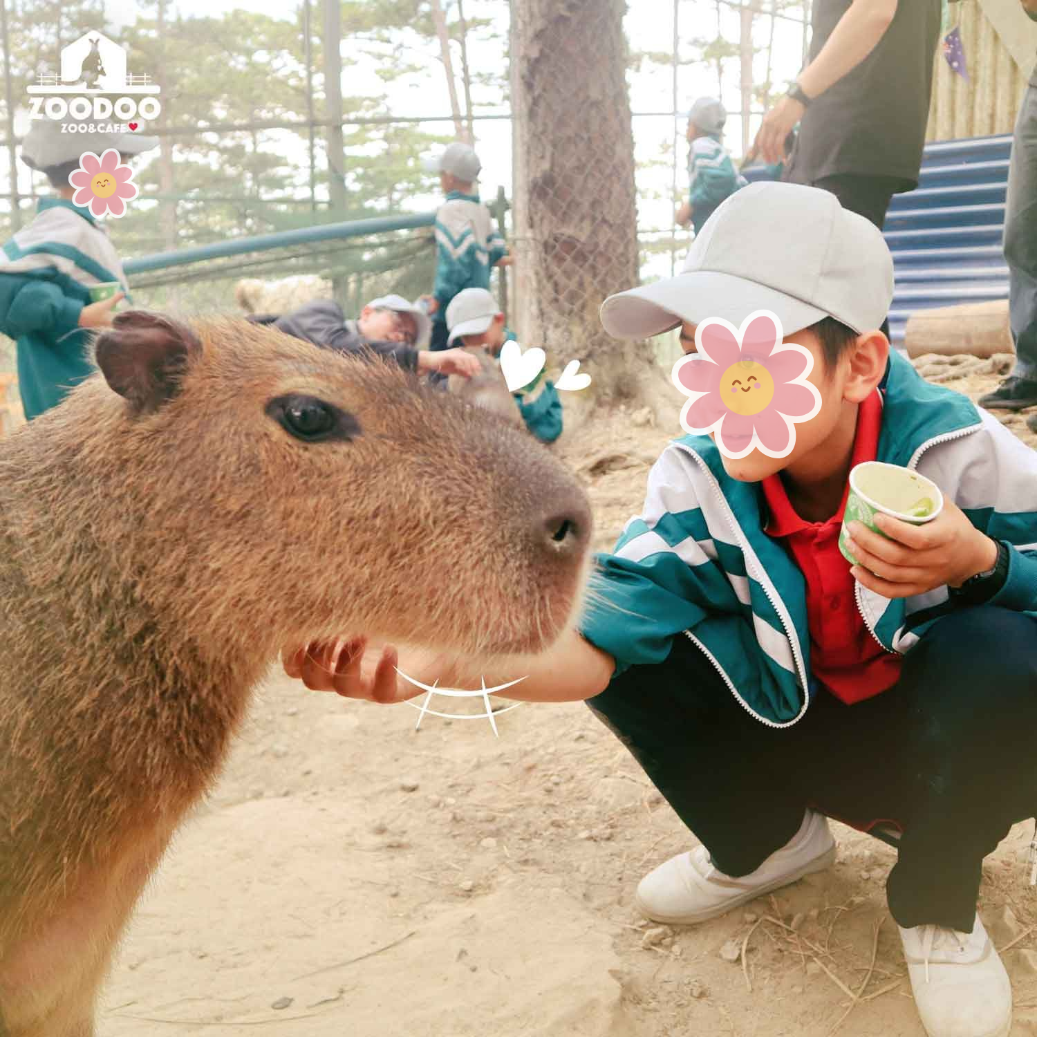 Capybara tạo nên cơn sốt ở Việt Nam: Đây là tất cả những điều giúp bạn tránh sốc trước khi tận tay cưng nựng "chiến thần ngoại giao" - Ảnh 56.