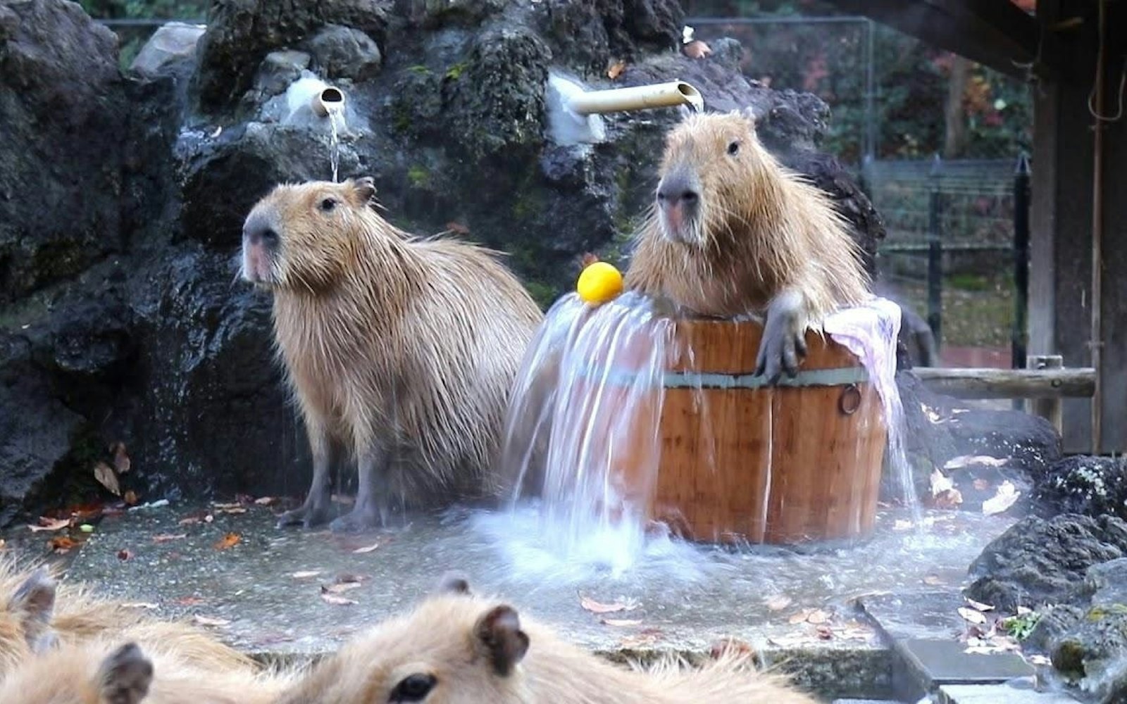 Capybara tạo nên cơn sốt ở Việt Nam: Đây là tất cả những điều giúp bạn tránh sốc trước khi tận tay cưng nựng "chiến thần ngoại giao" - Ảnh 7.