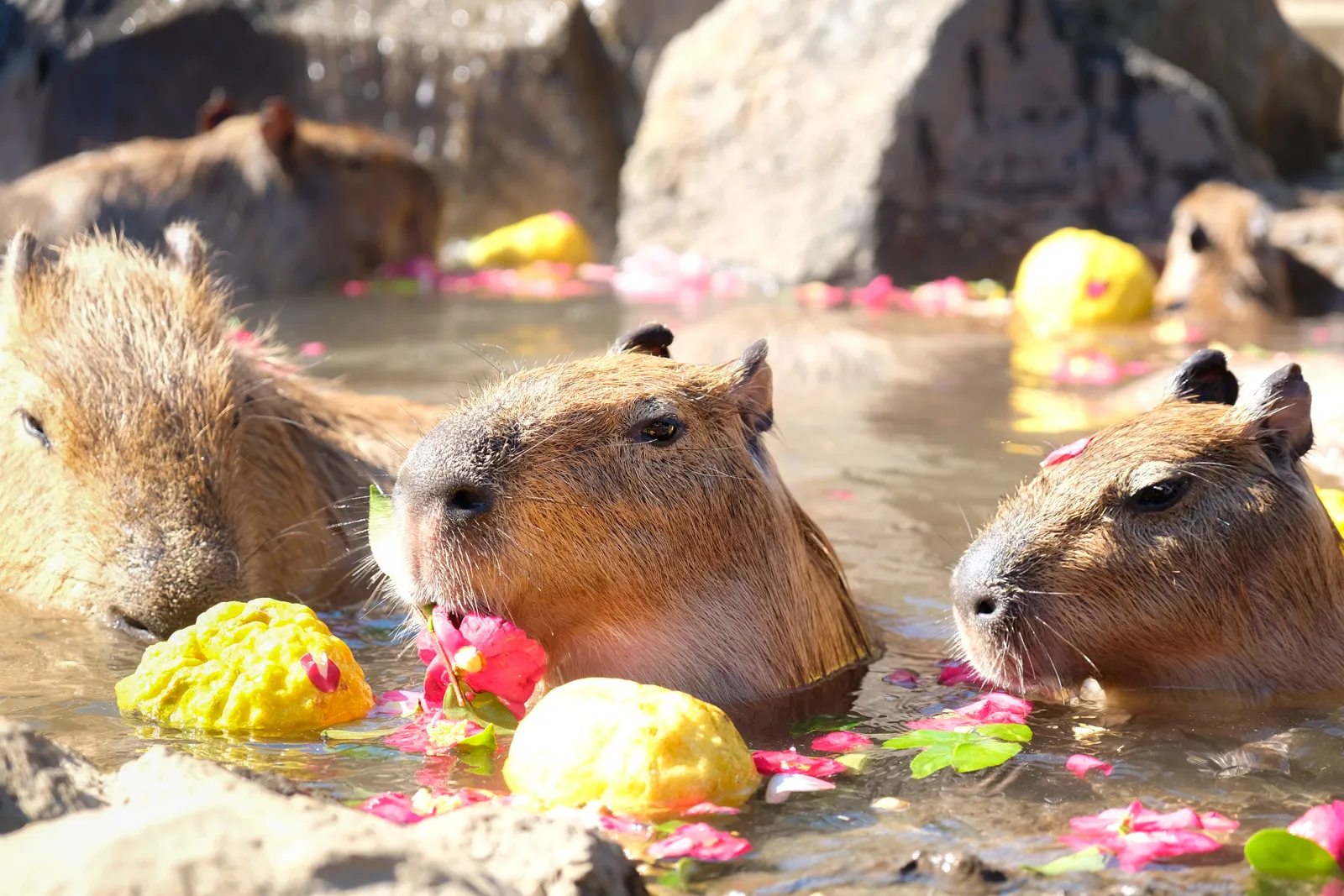 Capybara tạo nên cơn sốt ở Việt Nam: Đây là tất cả những điều giúp bạn tránh sốc trước khi tận tay cưng nựng "chiến thần ngoại giao" - Ảnh 5.