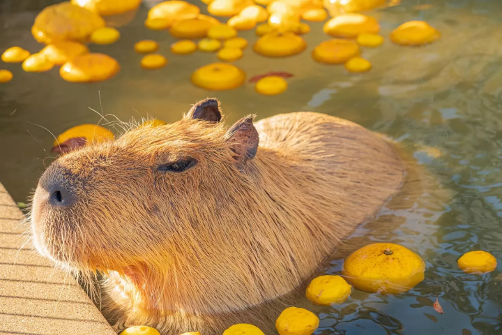 Capybara tạo nên cơn sốt ở Việt Nam: Đây là tất cả những điều giúp bạn tránh sốc trước khi tận tay cưng nựng "chiến thần ngoại giao" - Ảnh 45.