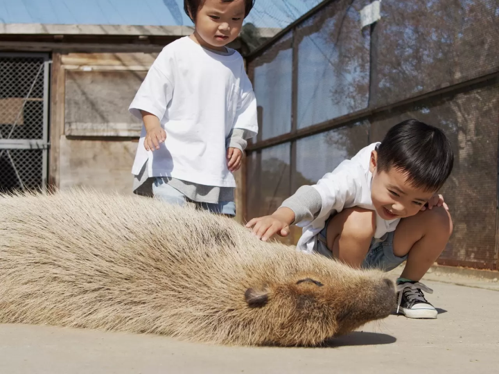 Capybara tạo nên cơn sốt ở Việt Nam: Đây là tất cả những điều giúp bạn tránh sốc trước khi tận tay cưng nựng "chiến thần ngoại giao" - Ảnh 35.