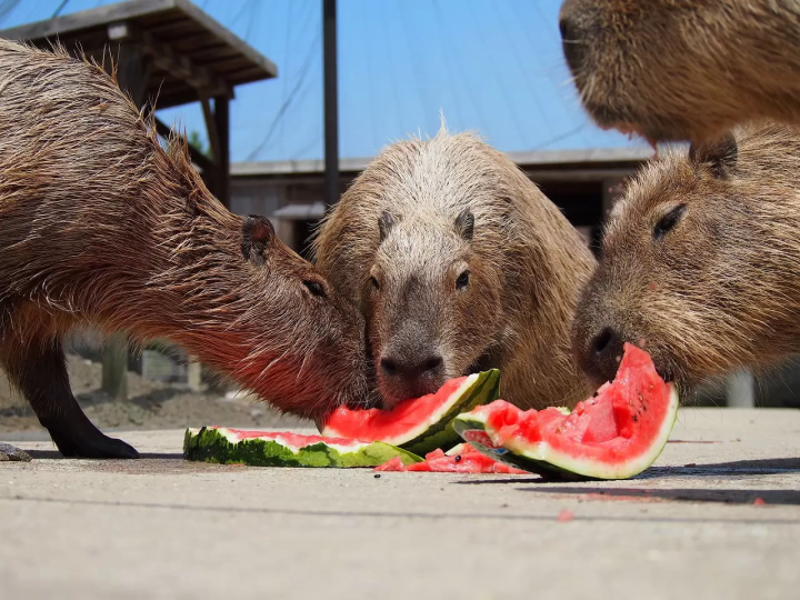 Capybara tạo nên cơn sốt ở Việt Nam: Đây là tất cả những điều giúp bạn tránh sốc trước khi tận tay cưng nựng "chiến thần ngoại giao" - Ảnh 34.