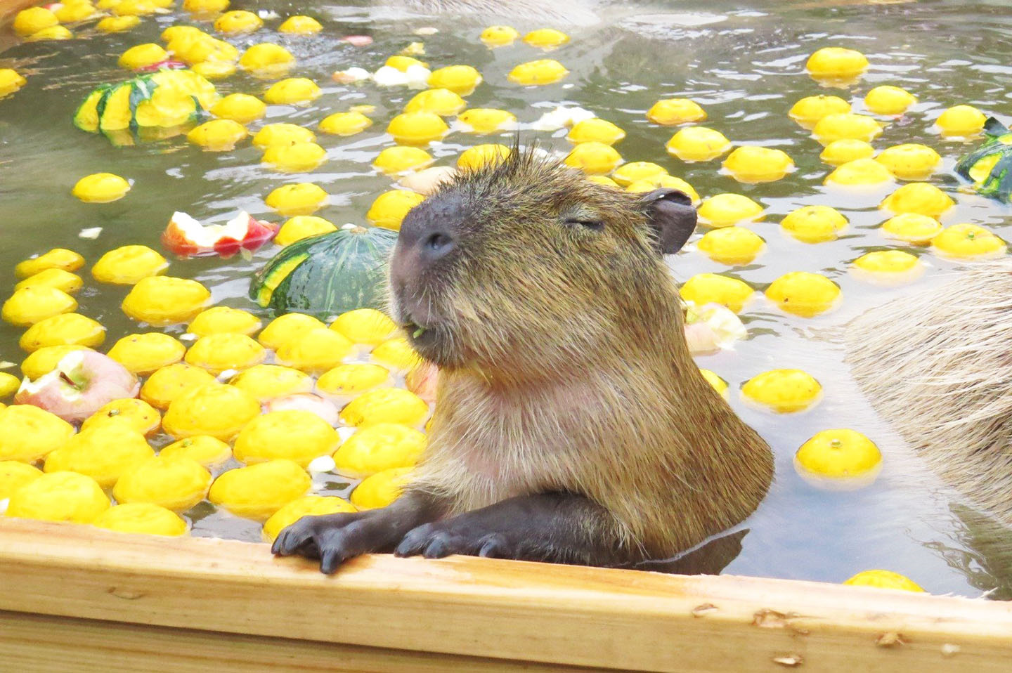 Capybara tạo nên cơn sốt ở Việt Nam: Đây là tất cả những điều giúp bạn tránh sốc trước khi tận tay cưng nựng "chiến thần ngoại giao" - Ảnh 6.