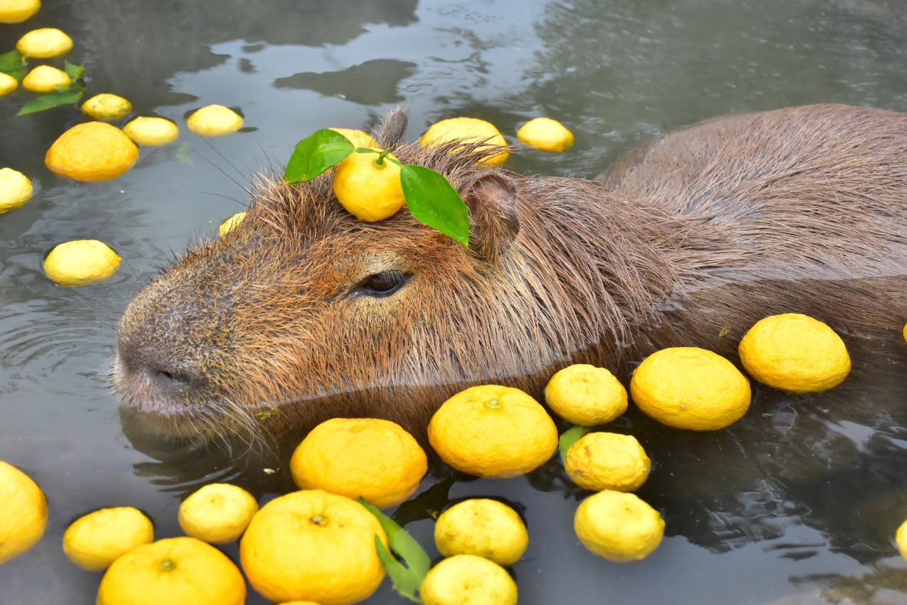 Capybara tạo nên cơn sốt ở Việt Nam: Đây là tất cả những điều giúp bạn tránh sốc trước khi tận tay cưng nựng "chiến thần ngoại giao" - Ảnh 4.