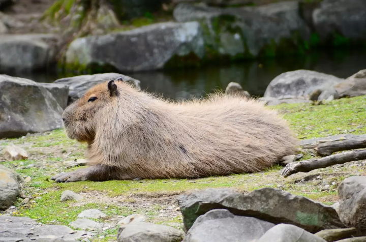 Capybara tạo nên cơn sốt ở Việt Nam: Đây là tất cả những điều giúp bạn tránh sốc trước khi tận tay cưng nựng "chiến thần ngoại giao" - Ảnh 37.