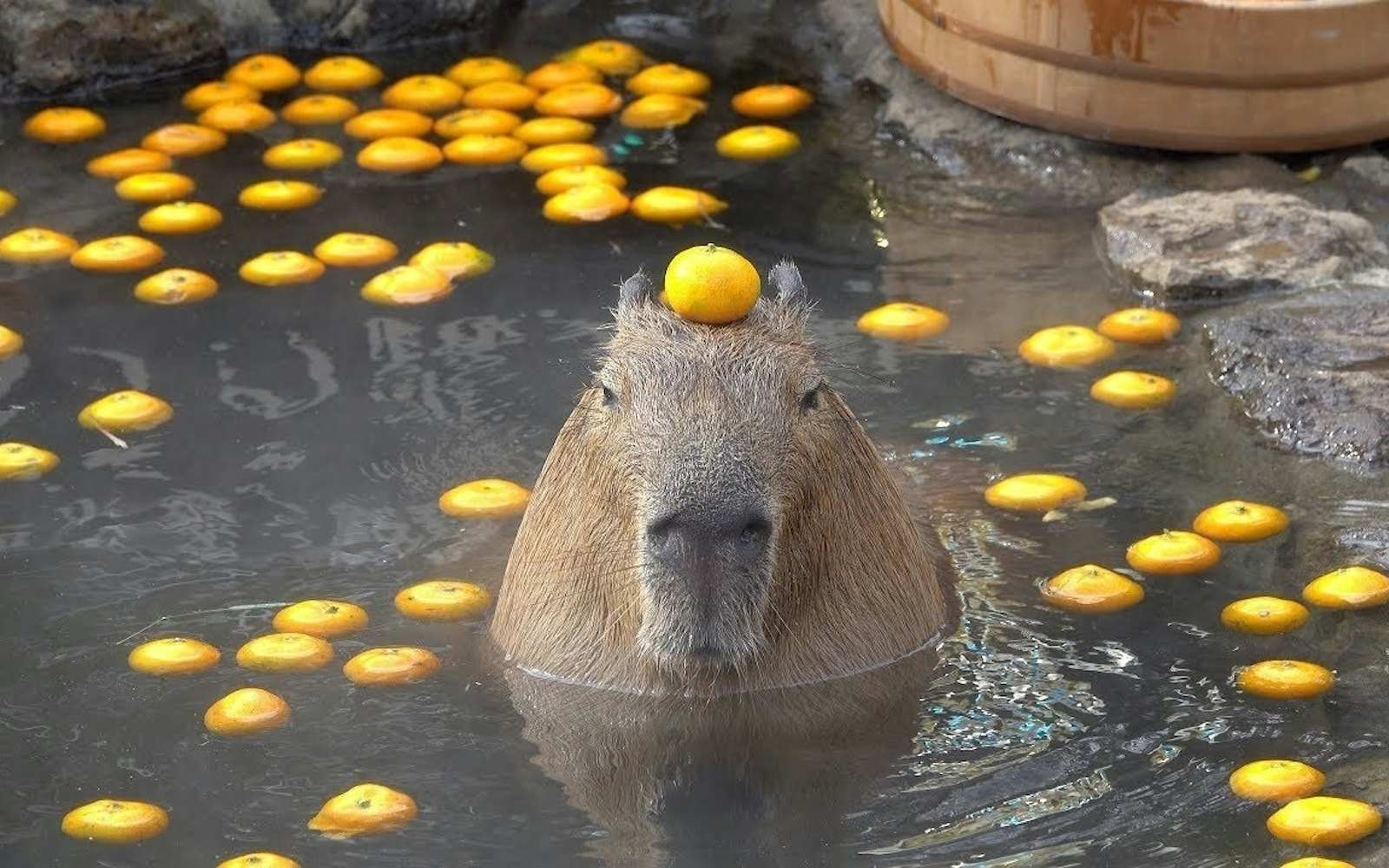 Capybara tạo nên cơn sốt ở Việt Nam: Đây là tất cả những điều giúp bạn tránh sốc trước khi tận tay cưng nựng "chiến thần ngoại giao" - Ảnh 3.