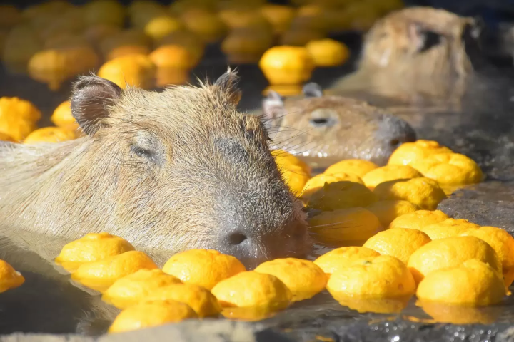 Capybara tạo nên cơn sốt ở Việt Nam: Đây là tất cả những điều giúp bạn tránh sốc trước khi tận tay cưng nựng "chiến thần ngoại giao" - Ảnh 44.