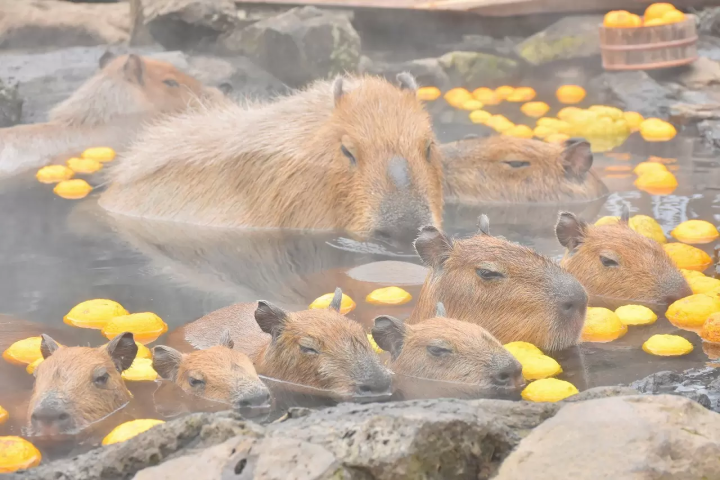 Capybara tạo nên cơn sốt ở Việt Nam: Đây là tất cả những điều giúp bạn tránh sốc trước khi tận tay cưng nựng "chiến thần ngoại giao" - Ảnh 43.