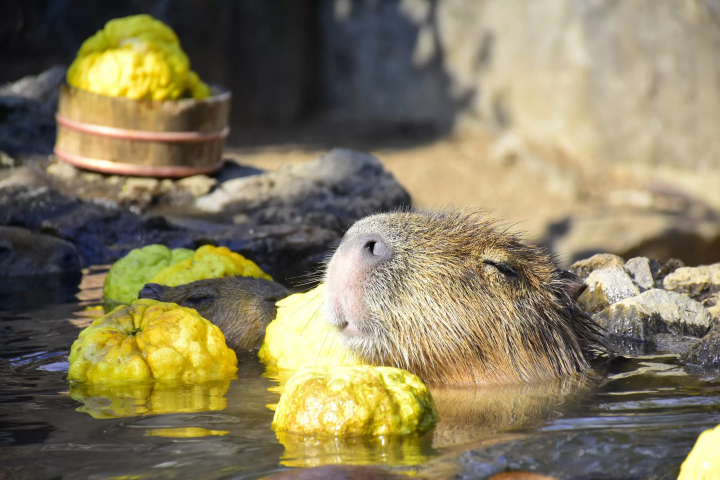 Capybara tạo nên cơn sốt ở Việt Nam: Đây là tất cả những điều giúp bạn tránh sốc trước khi tận tay cưng nựng "chiến thần ngoại giao" - Ảnh 46.