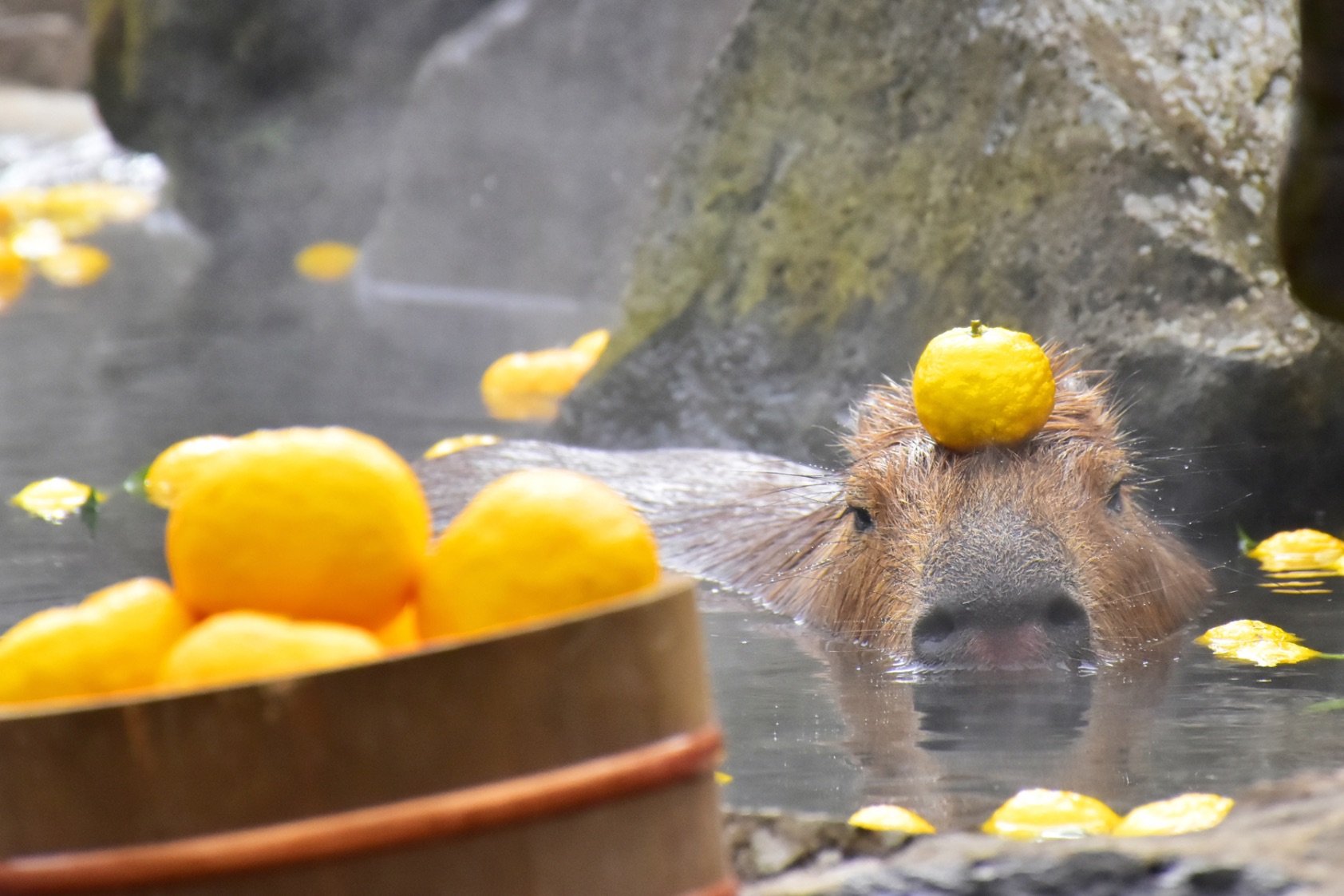 Capybara tạo nên cơn sốt ở Việt Nam: Đây là tất cả những điều giúp bạn tránh sốc trước khi tận tay cưng nựng "chiến thần ngoại giao" - Ảnh 40.