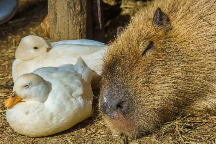 Capybara tạo nên cơn sốt ở Việt Nam: Đây là tất cả những điều giúp bạn tránh sốc trước khi tận tay cưng nựng "chiến thần ngoại giao" - Ảnh 33.