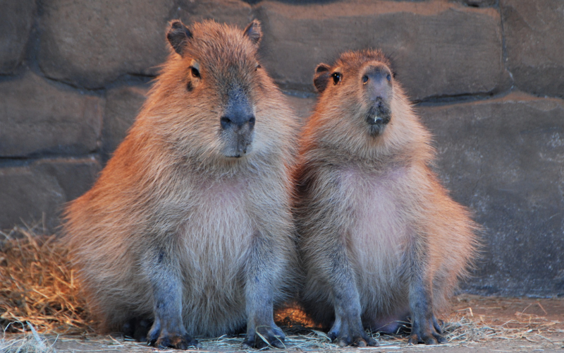 Capybara tạo nên cơn sốt ở Việt Nam: Đây là tất cả những điều giúp bạn tránh sốc trước khi tận tay cưng nựng "chiến thần ngoại giao" - Ảnh 17.