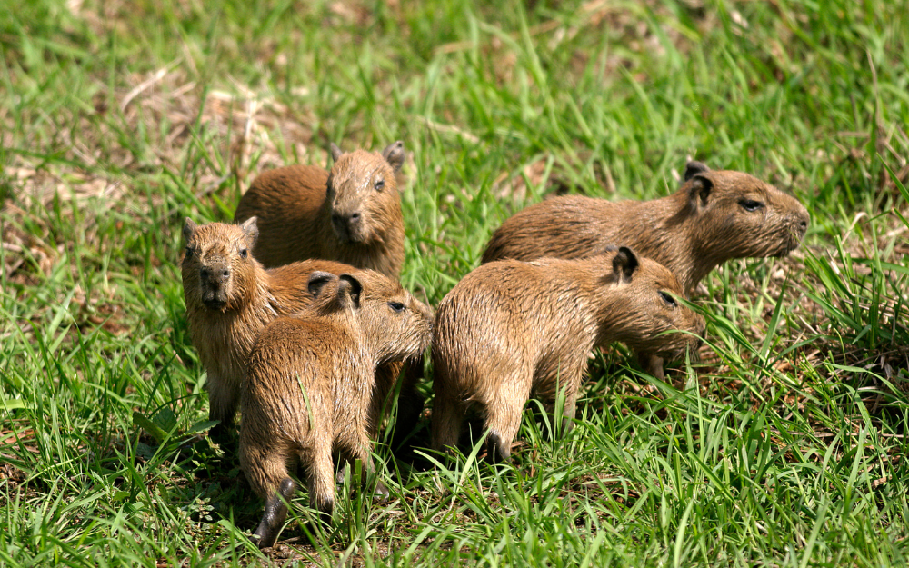 Capybara tạo nên cơn sốt ở Việt Nam: Đây là tất cả những điều giúp bạn tránh sốc trước khi tận tay cưng nựng "chiến thần ngoại giao" - Ảnh 30.