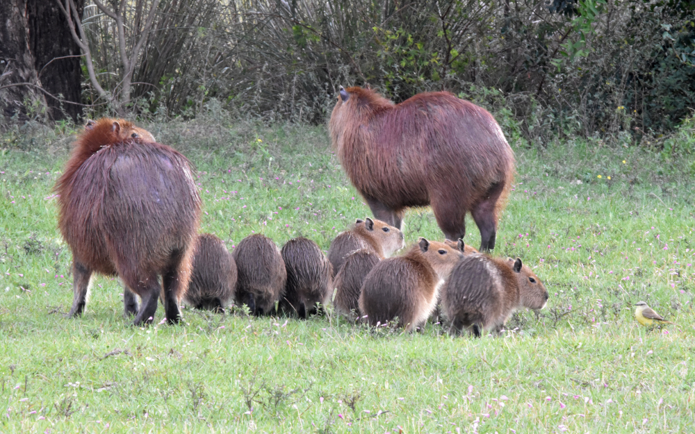 Capybara tạo nên cơn sốt ở Việt Nam: Đây là tất cả những điều giúp bạn tránh sốc trước khi tận tay cưng nựng "chiến thần ngoại giao" - Ảnh 26.