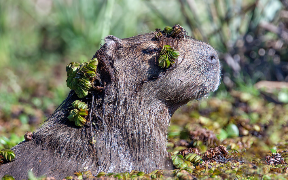 Capybara tạo nên cơn sốt ở Việt Nam: Đây là tất cả những điều giúp bạn tránh sốc trước khi tận tay cưng nựng "chiến thần ngoại giao" - Ảnh 23.