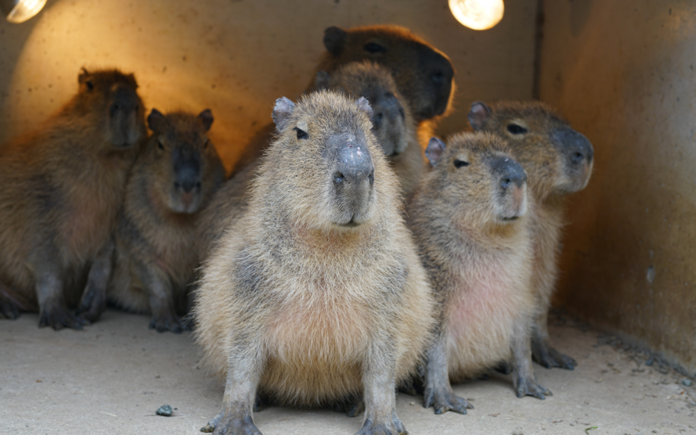 Capybara tạo nên cơn sốt ở Việt Nam: Đây là tất cả những điều giúp bạn tránh sốc trước khi tận tay cưng nựng "chiến thần ngoại giao" - Ảnh 31.