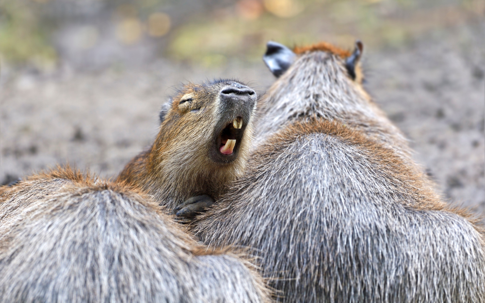 Capybara tạo nên cơn sốt ở Việt Nam: Đây là tất cả những điều giúp bạn tránh sốc trước khi tận tay cưng nựng "chiến thần ngoại giao" - Ảnh 22.