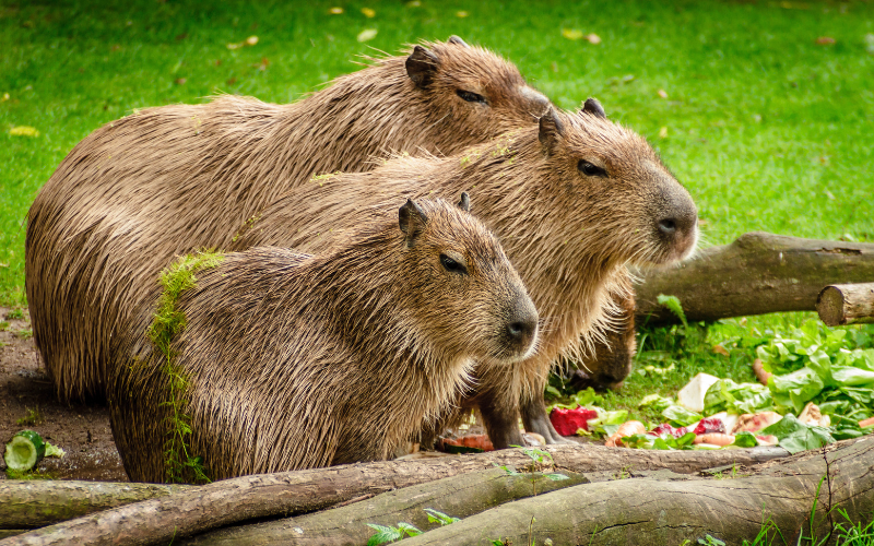 Capybara tạo nên cơn sốt ở Việt Nam: Đây là tất cả những điều giúp bạn tránh sốc trước khi tận tay cưng nựng "chiến thần ngoại giao" - Ảnh 25.