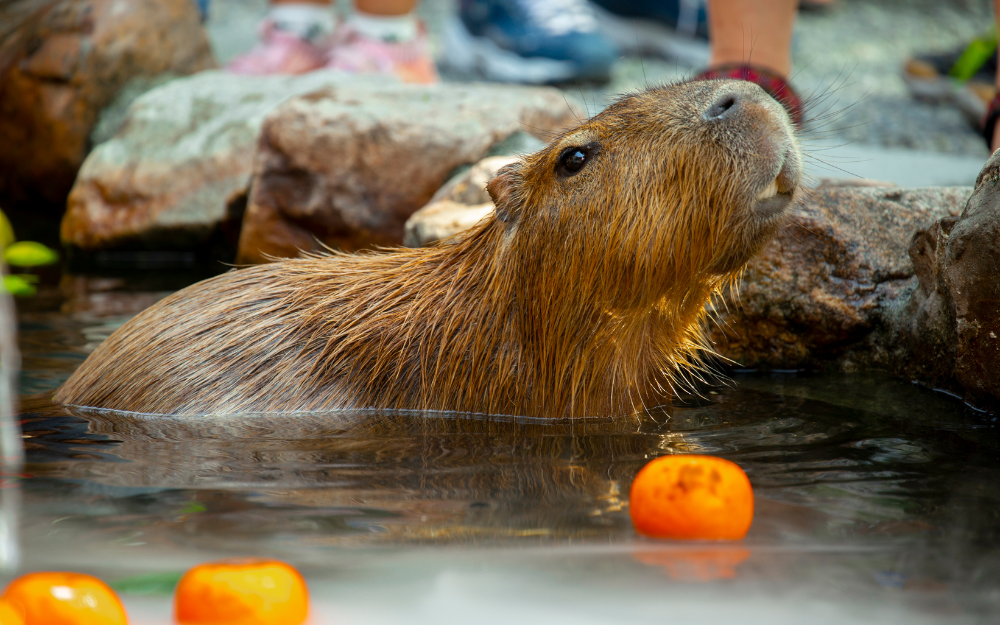 Capybara tạo nên cơn sốt ở Việt Nam: Đây là tất cả những điều giúp bạn tránh sốc trước khi tận tay cưng nựng "chiến thần ngoại giao" - Ảnh 19.