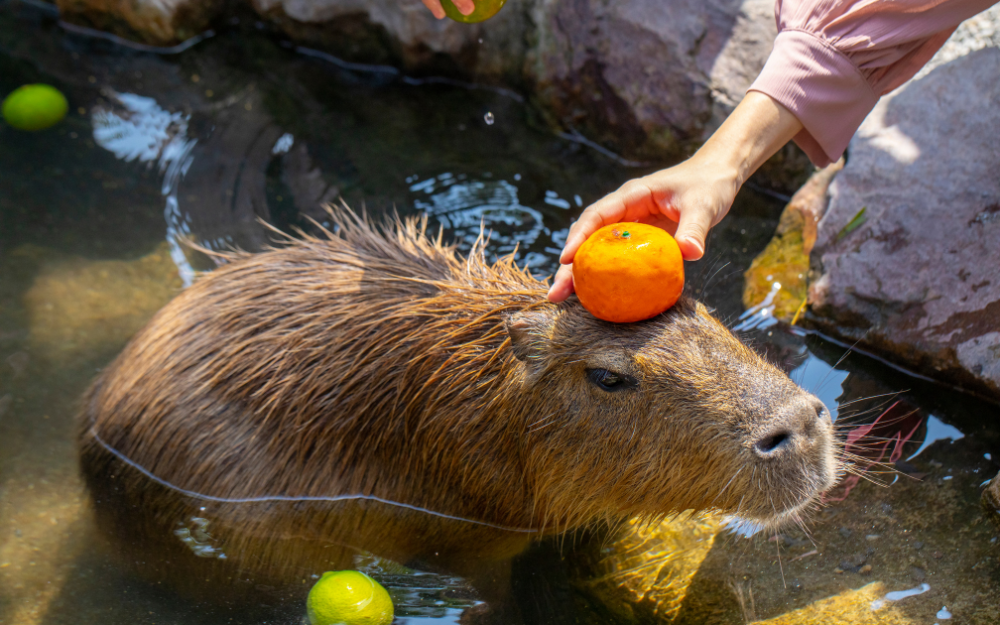 Capybara tạo nên cơn sốt ở Việt Nam: Đây là tất cả những điều giúp bạn tránh sốc trước khi tận tay cưng nựng "chiến thần ngoại giao" - Ảnh 18.