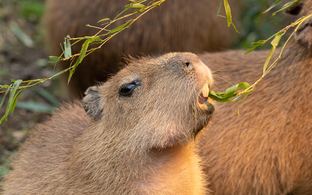 Capybara tạo nên cơn sốt ở Việt Nam: Đây là tất cả những điều giúp bạn tránh sốc trước khi tận tay cưng nựng "chiến thần ngoại giao" - Ảnh 16.