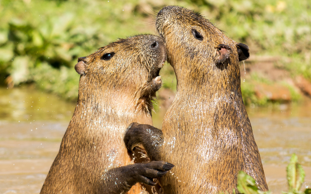 Capybara tạo nên cơn sốt ở Việt Nam: Đây là tất cả những điều giúp bạn tránh sốc trước khi tận tay cưng nựng "chiến thần ngoại giao" - Ảnh 21.