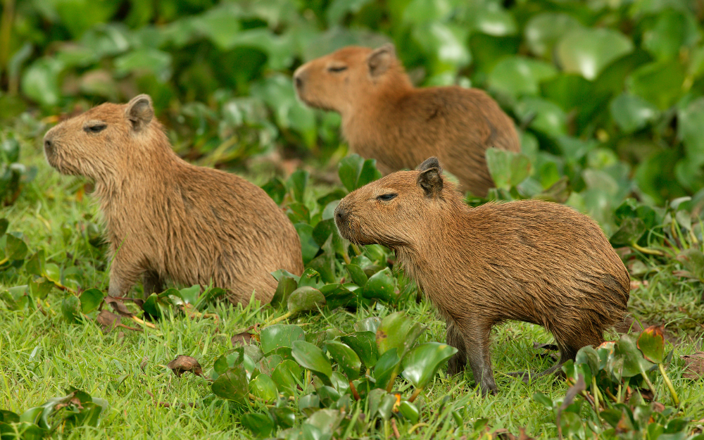 Capybara tạo nên cơn sốt ở Việt Nam: Đây là tất cả những điều giúp bạn tránh sốc trước khi tận tay cưng nựng "chiến thần ngoại giao" - Ảnh 29.