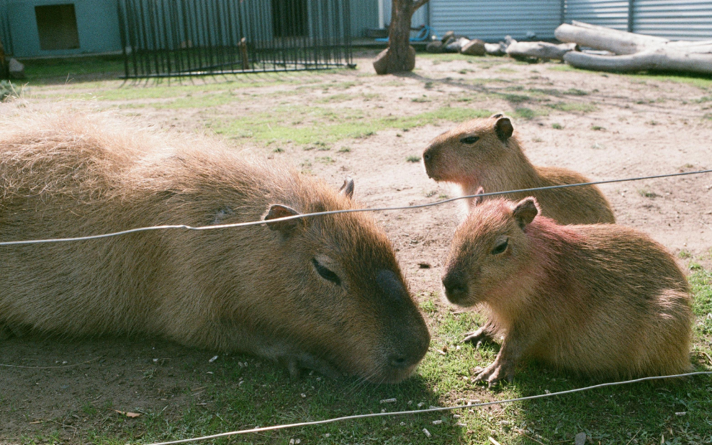 Capybara tạo nên cơn sốt ở Việt Nam: Đây là tất cả những điều giúp bạn tránh sốc trước khi tận tay cưng nựng "chiến thần ngoại giao" - Ảnh 28.