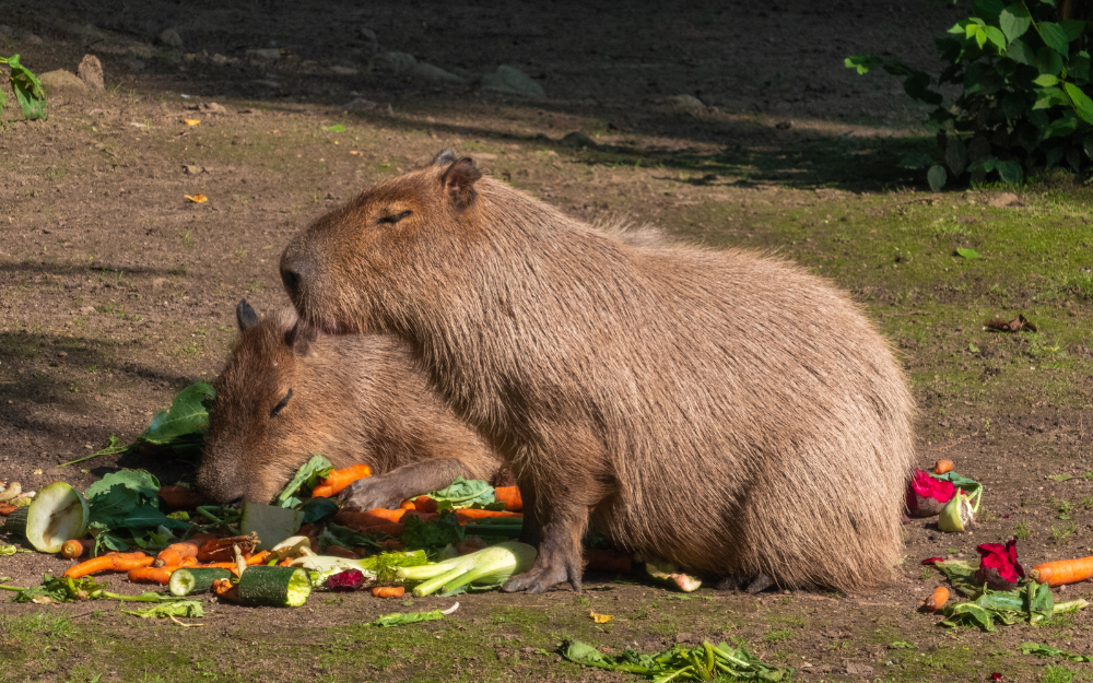 Capybara tạo nên cơn sốt ở Việt Nam: Đây là tất cả những điều giúp bạn tránh sốc trước khi tận tay cưng nựng "chiến thần ngoại giao" - Ảnh 24.