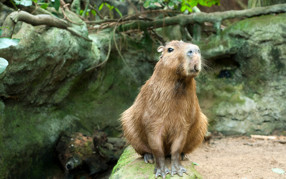 Capybara tạo nên cơn sốt ở Việt Nam: Đây là tất cả những điều giúp bạn tránh sốc trước khi tận tay cưng nựng "chiến thần ngoại giao" - Ảnh 14.