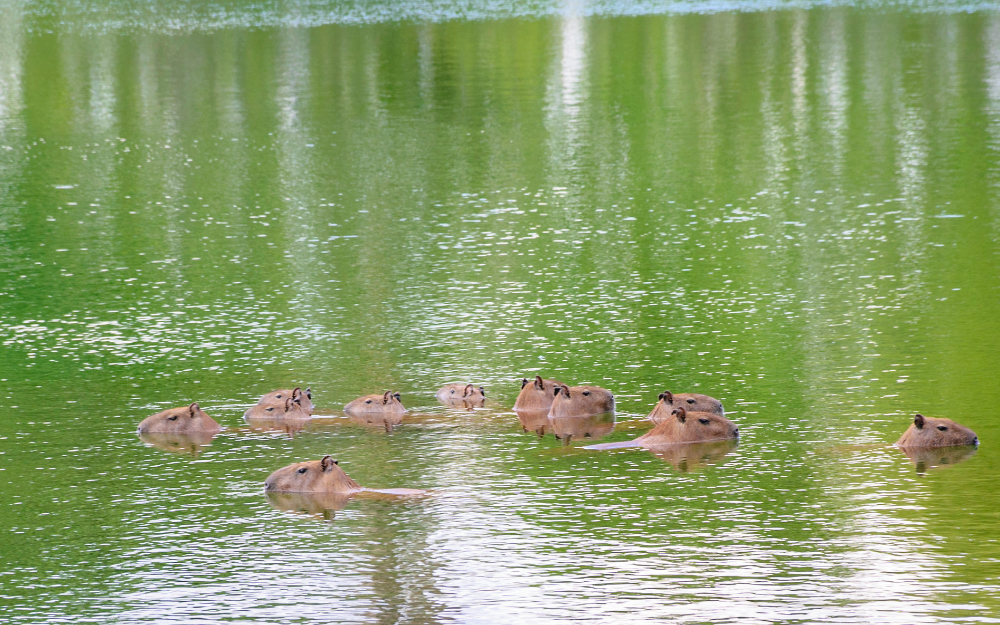 Capybara tạo nên cơn sốt ở Việt Nam: Đây là tất cả những điều giúp bạn tránh sốc trước khi tận tay cưng nựng "chiến thần ngoại giao" - Ảnh 20.