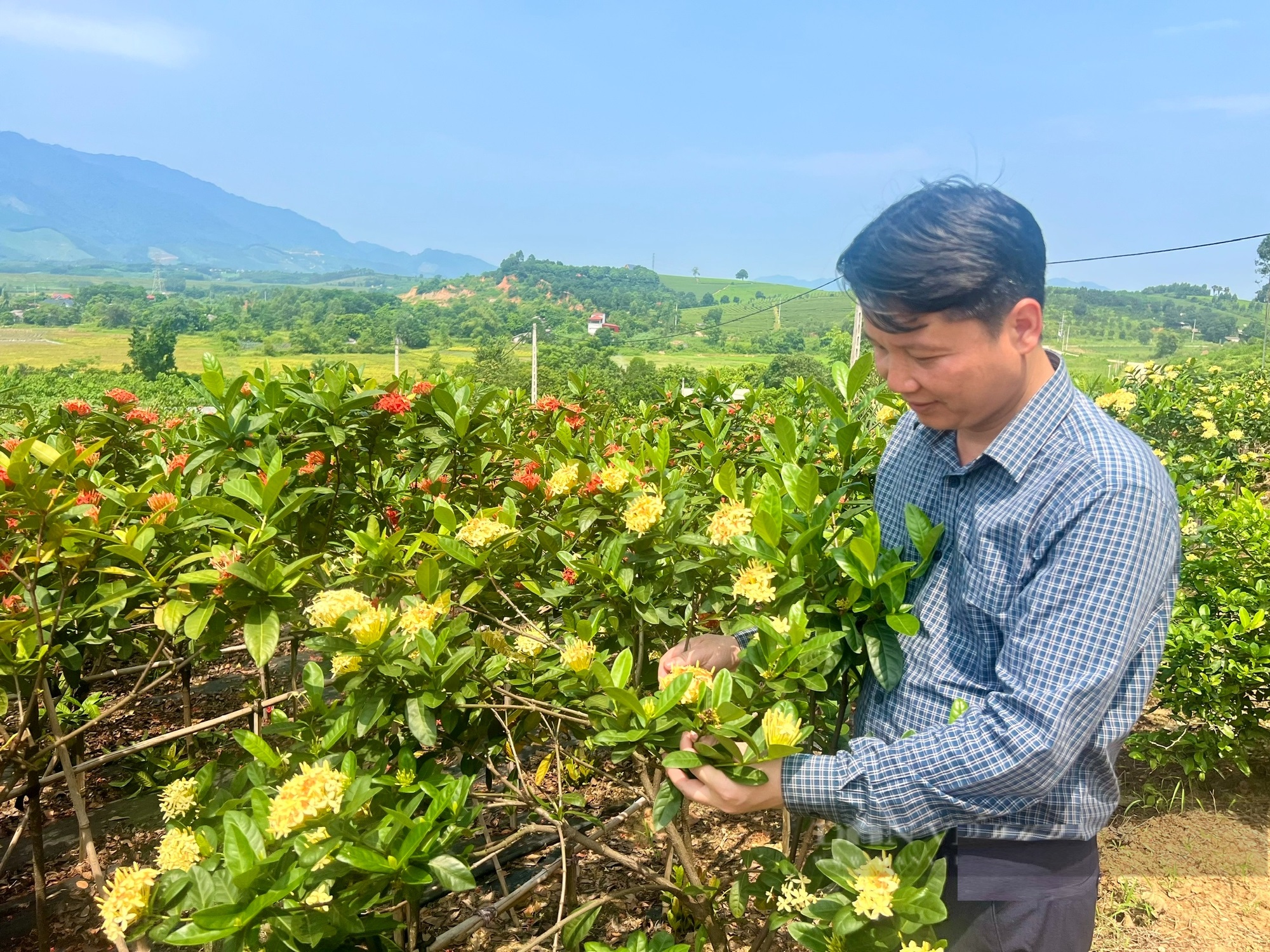 Bỏ phố về trồng cây "mới lạ", anh nông dân nhẹ nhàng kiếm 40 tỷ đồng/năm- Ảnh 4.