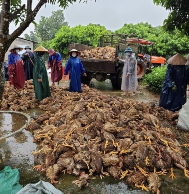 Sau đêm lũ , trang trại gà 6 . 000 Con chìm trong thảm cảnh - Ảnh 2.