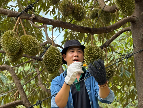 Trung Quốc tăng nhập sầu riêng, cau Việt Nam - Ảnh 1.