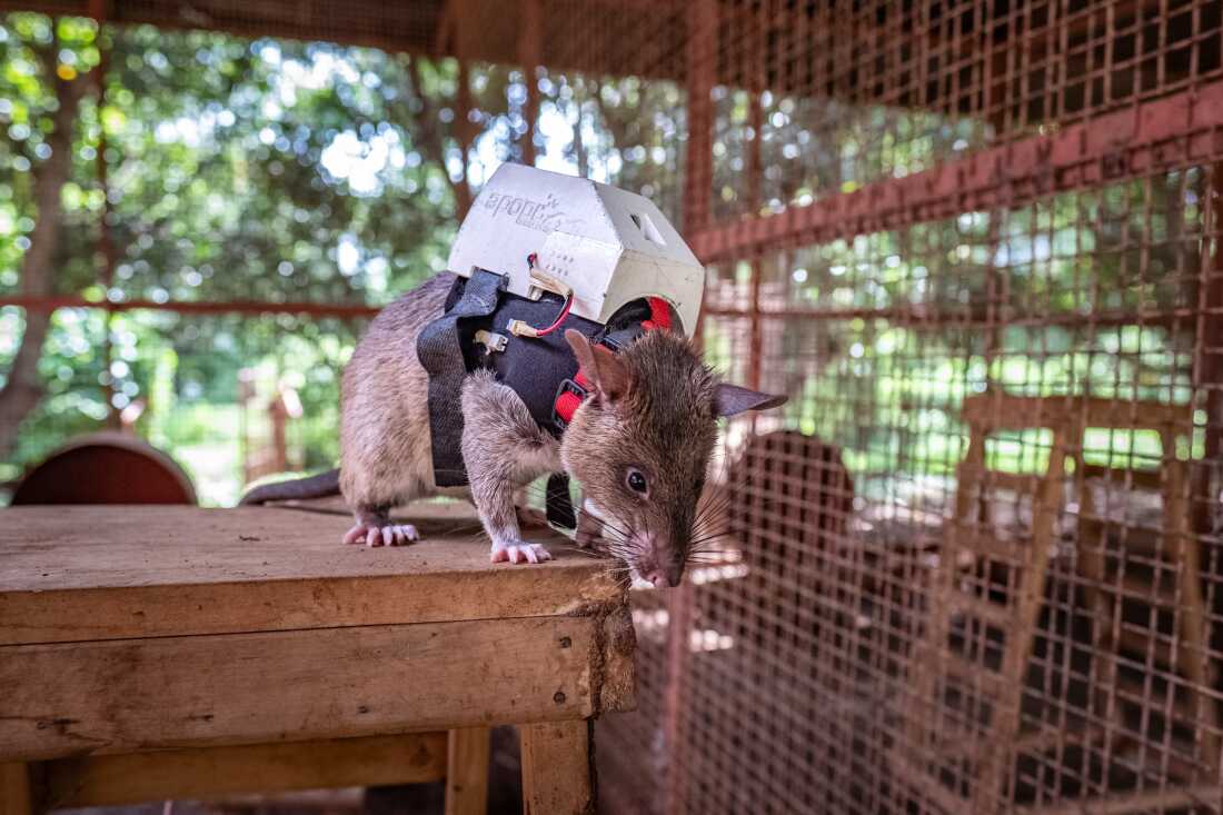 Chuột t&uacute;i khổng lồ ch&acirc;u Phi: Cơn &aacute;c mộng tồi tệ nhất của những kẻ bu&ocirc;n lậu- Ảnh 2.