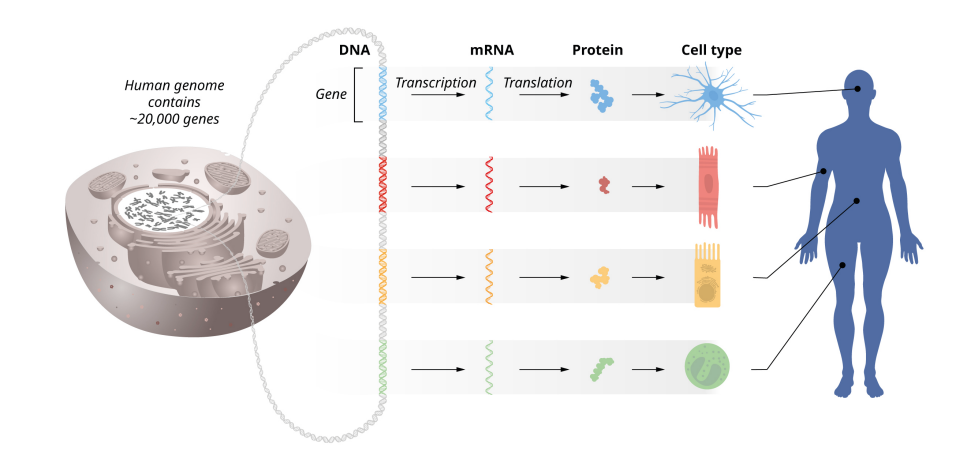 Hai nhà khoa học giành giải Nobel Y học 2024 vì khám phá ra microRNA- Ảnh 2.