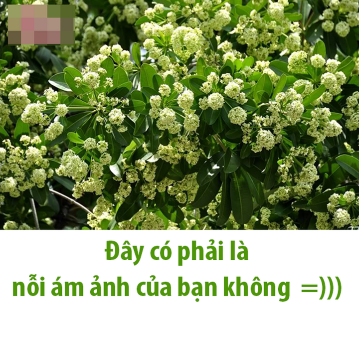 Mùi hoa sữa Hà Nội: Tranh cãi giữa lãng mạn và Nỗi ám ảnh mùa thu - Ảnh 3.