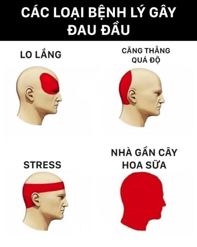 Mùi hoa sữa Hà Nội: Tranh cãi giữa lãng mạn và Nỗi ám ảnh mùa thu - Ảnh 4.