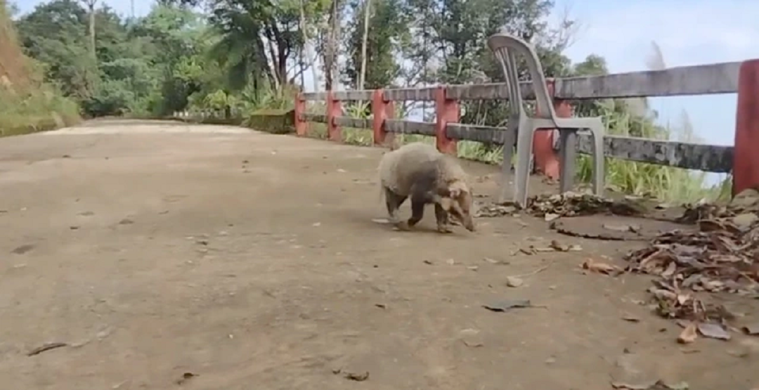 Loài vật quý hiếm bậc nhất hành tinh, biệt tăm nhiều năm bất ngờ "tái xuất" ở Việt Nam - Ảnh 1.